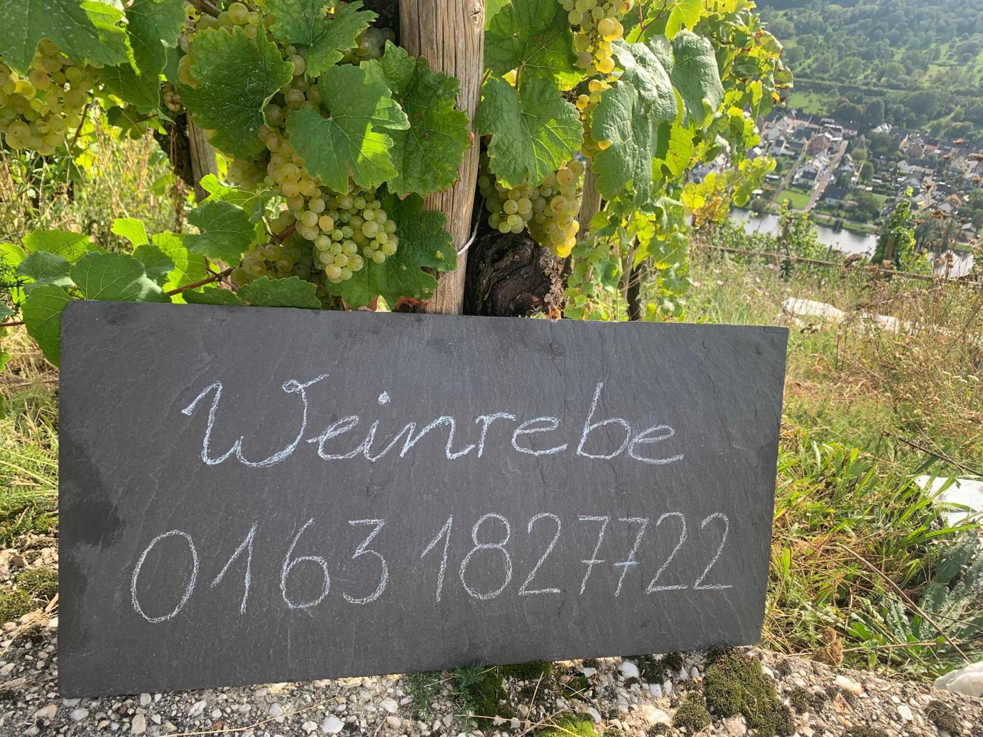 Apartmán Weinrebe Bernkastel-Kues Exteriér fotografie